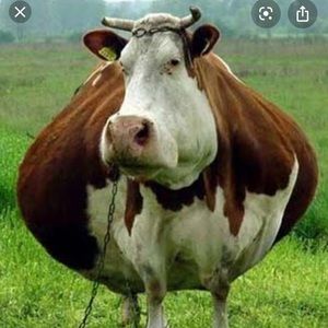 Meet your Posher, Albert